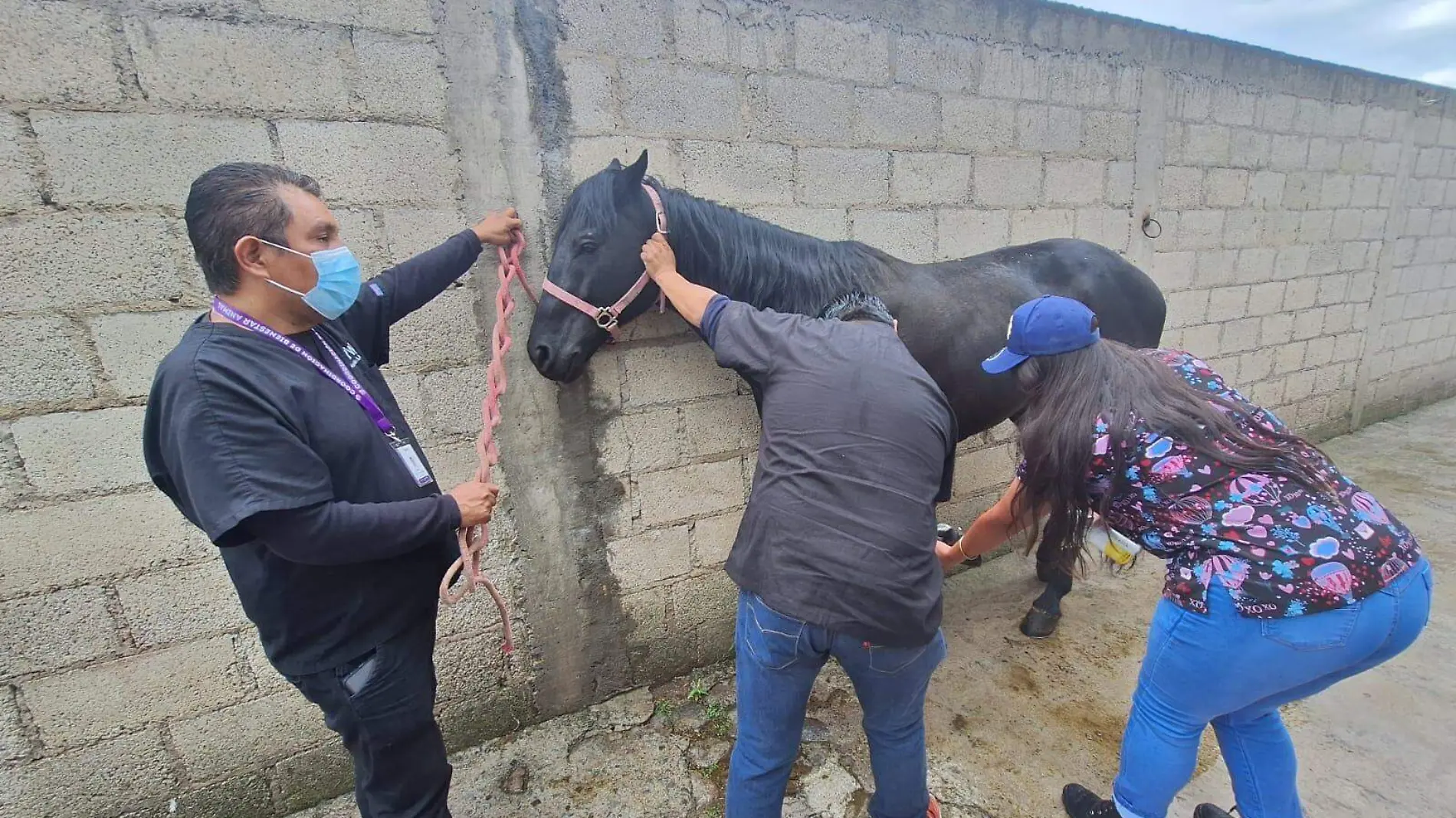 caballo lesionado en desfile de Chiautempan (3)